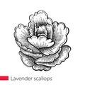 Vector hand drawn sketch of Lavender Scallops or Kalanchoe fedtschenkoi succulent plant in black isolated on white background.