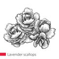 Vector hand drawn sketch of Lavender Scallops or Kalanchoe fedtschenkoi succulent bunch in black isolated on white background.
