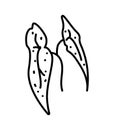 Begonia Maculata icon, line color vector illustration
