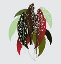 Begonia Maculata icon, line color vector illustration