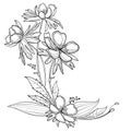 Vector corner bouquet with outline Eranthis or winter aconite flower and leaves in black isolated on white background.