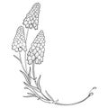 Vector corner bouquet with outline muscari or grape hyacinth flower and leaves in black isolated on white background. Royalty Free Stock Photo