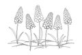 Vector outline early spring Muscari or grape hyacinth flower and leaves in black isolated on white background. Royalty Free Stock Photo