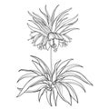 Outline Fritillaria imperialis or crown imperial flower bunch with leaves in black isolated on white background.