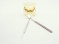 Basic dental tools and dental model Royalty Free Stock Photo