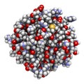 Basic fibroblast growth factor (bFGF) molecule. Plays role in wound healing, angiogenesis, etc