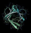 Basic fibroblast growth factor bFGF molecule. Plays role in wound healing, angiogenesis, etc.