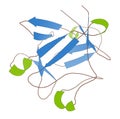 Basic fibroblast growth factor (bFGF) molecule. Plays role in wound healing, angiogenesis, etc