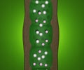 The basic function of xylem is to transport water from roots to stems and leaves