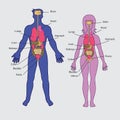 Basic human internal organs vector