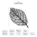 Basic leaf parts worksheet isolated on white background. Plants morphology, education for kids.