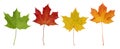 Basic_Maple_Leaves