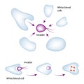 Basic Mechanism of the Immune System