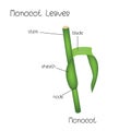 Monocot Leaves diagram
