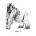 Detailed Hand Drawn Gorilla Illustration