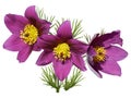 Eastern pasqueflowers cutleaf anemone Royalty Free Stock Photo