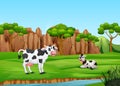 Cartoon two cows enyoying on the field Royalty Free Stock Photo