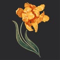 Vector illustration with yellow tulip. Realistic style.
