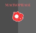 Macrophage cell of the immune system