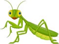 Illustration of Cute grasshopper cartoon - Green Mantis