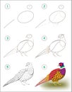 Educational page for kids shows how to learn step by step to draw a pheasant with bright feathering. Back to school. Royalty Free Stock Photo