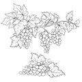 Bunches of grape. Black and white sketch