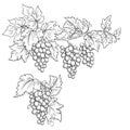 Bunches of grape. Black and white sketch, line art.