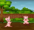 Little pigs playing mud in dirty puddle Royalty Free Stock Photo