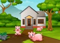 Funny pigs playing a mud puddle in front the house