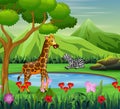 Cartoon zebra and giraffe living near watering hole Royalty Free Stock Photo