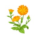 Calendula plant. Orange medicinal flower with green leaves and stems. Royalty Free Stock Photo