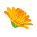 Calendula flower. Vector illustration of an orange medicinal flower Royalty Free Stock Photo