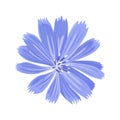 Chicory icon on white background.