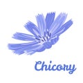 Chicory flower. Vector illustration of a blue field medicinal flower