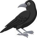 Cartoon crow isolated on white background Royalty Free Stock Photo