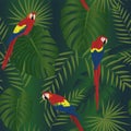 Seamless tropical pattern, monstera and palm leaves, red ara parrots on a black background. Royalty Free Stock Photo