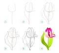 Page shows how to learn step by step to draw beautiful flower tulip. Developing children skills for drawing and coloring.