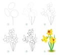 How to draw step by step beautiful flower narcissus, bulbous Eurasian plant. Educational page for art school or coloring book. Royalty Free Stock Photo