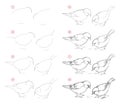 How to draw from nature step by step sketch of sparrows. Creation step-wise pencil drawing. Educational page for artists.