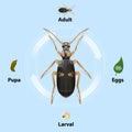 Bombardier beetles Life cycle on blue background vector Royalty Free Stock Photo