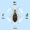 Bombardier beetles Life cycle on blue background vector