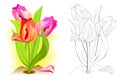 Colorful and black and white pattern for coloring. Illustration of spring tulip flowers in the garden. Greetings with women day. Royalty Free Stock Photo