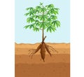 Cassava tree plant with roots Royalty Free Stock Photo