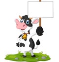 Cartoon funny cow holding blank sign Royalty Free Stock Photo