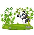 Cute funny baby panda hanging on the bamboo Royalty Free Stock Photo