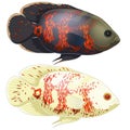 Set of aquarium oscar fish