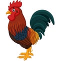 Cartoon rooster isolated on white background