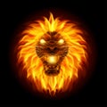 Fire lion head isolated on black background Royalty Free Stock Photo