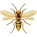 Cartoon wasp insect mascot on white background