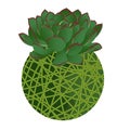 Kokedama vector illustration